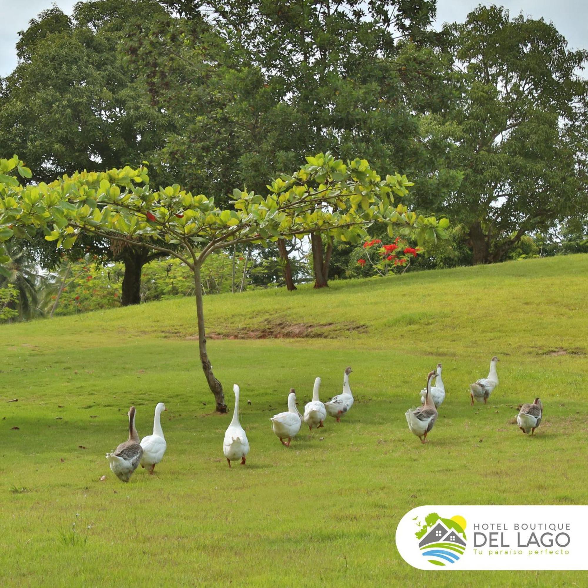 Hotel Boutique Del Lago นากวา ภายนอก รูปภาพ